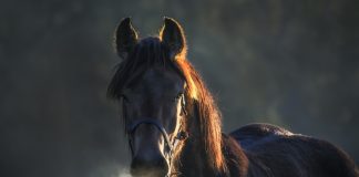 What You Need To Know About Horse Poop a horse
