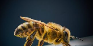 Can Bees Fly At Night a bee in the dark