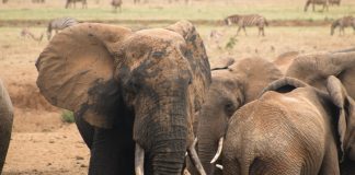 Is Kenya’s Tsavo National Park One Of The Few Elephant Sanctuaries tsavo elephants