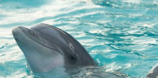 Are Dolphins Carnivores dolphin