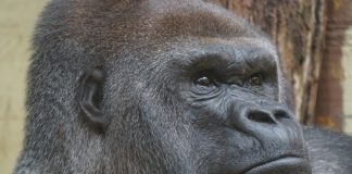 Can Gorillas Swim Gorilla