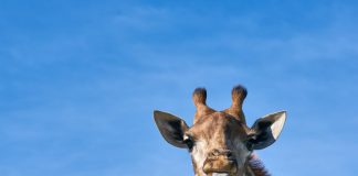 How Fast Can A Giraffe Run giraffe