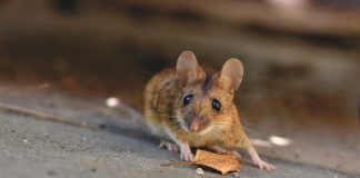My Husband Vacuumed Mouse Poop – What Now? a mouse