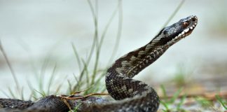 Poisonous Perils -The Most Lethal Venomous Animals in the World poisonous snake