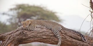 From Hunting to Conservation: The Evolution of Safari in Kenya leopard on kenya safari