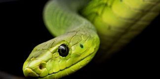 Africa and Asia’s Struggle to Protect Snake Habitats and Promote Coexistence green mamba