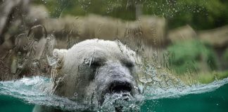 Ice Ages to Disappearing Snow, 29 Climate Predictions That Never Came True