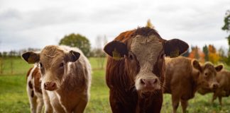 Irish Farmers Harness Cow Waste to Mine Bitcoin