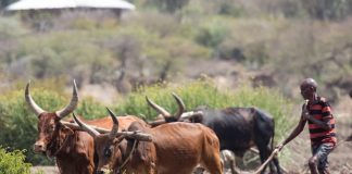 Africa’s Revolutionary Path to Economic Independence: Bitcoin Adoption Surges
