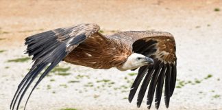 Vultures Help Safeguard Wildlife in Zambia’s Kafue National Park vulture